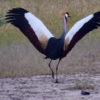 Zambia South Luangwa Bird2