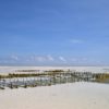 Zanzibar_SeaweedFarm1