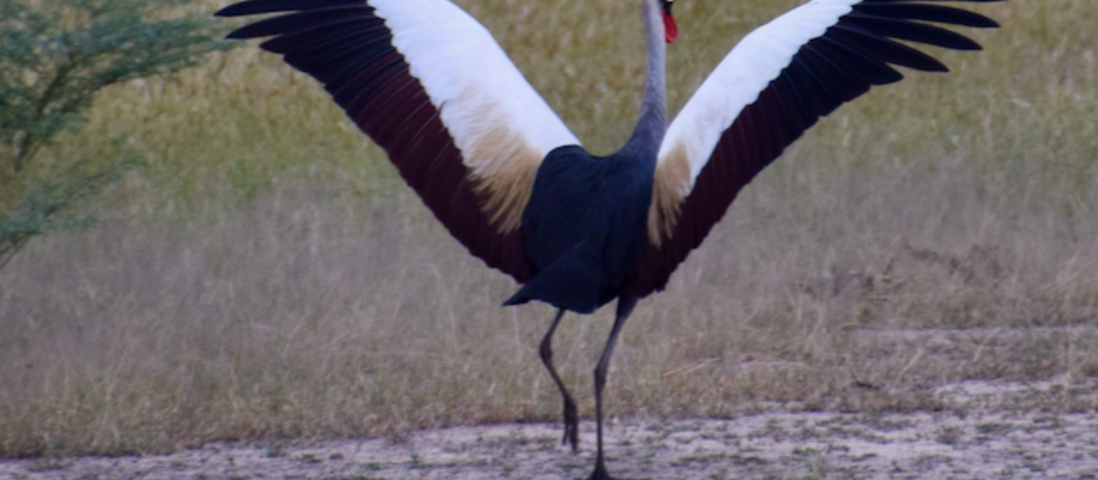 Zambia South Luangwa Bird2