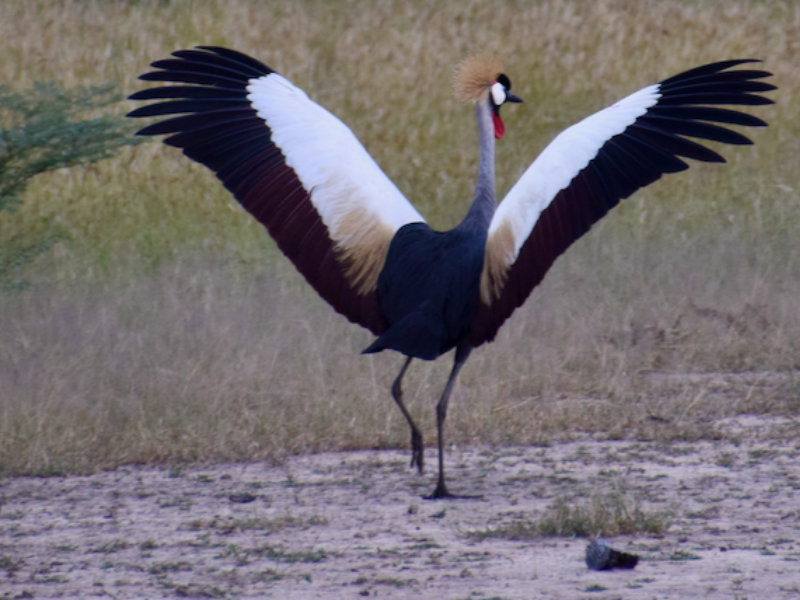 Zambia South Luangwa Bird2